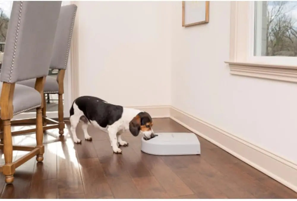 Automatic Dog Feeder, 5 Meals, 40 oz, for Small-Medium Dogs, Dry Food, Timer, Easy Clean